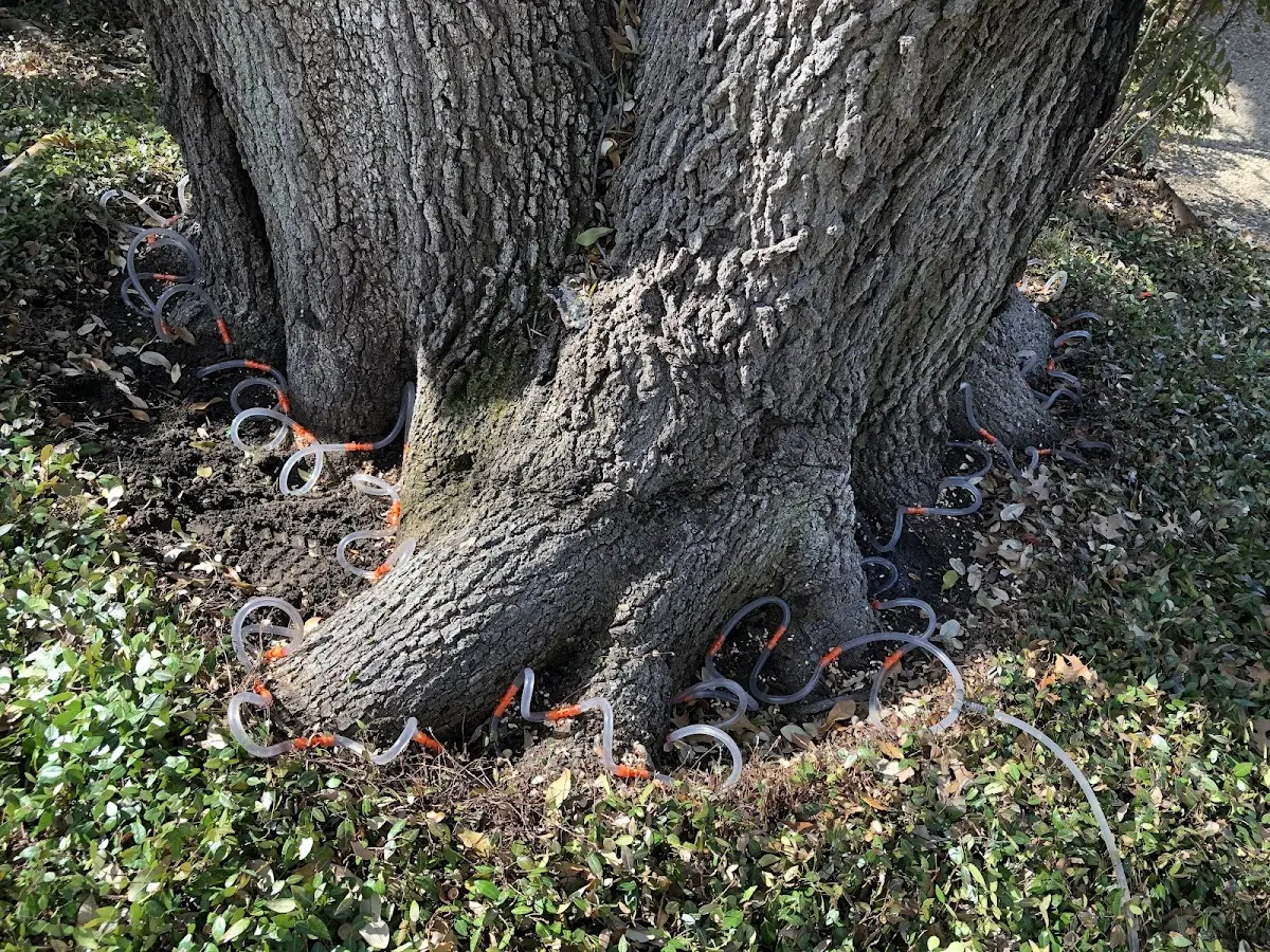 Detailed Tree Cabling and Bracing job site in Preston