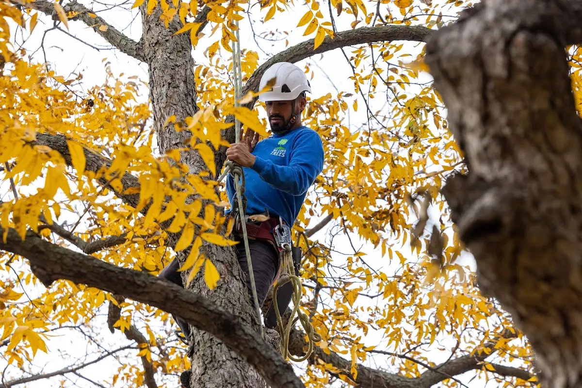 Skilled Tree Planing crew working in Preston